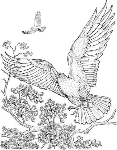 Two Flying Hawks Coloring Page